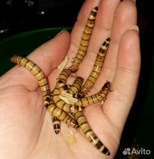 Кормовые насекомые