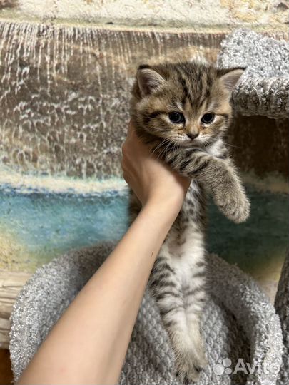 Котёнок породистый