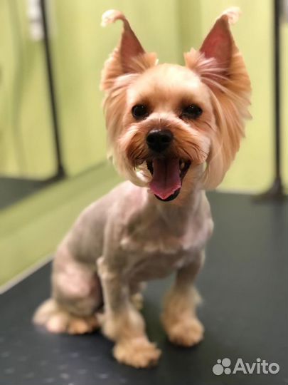 Стрижка собак и кошек (груминг)