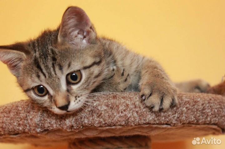 Отдам котёнка в добрые руки