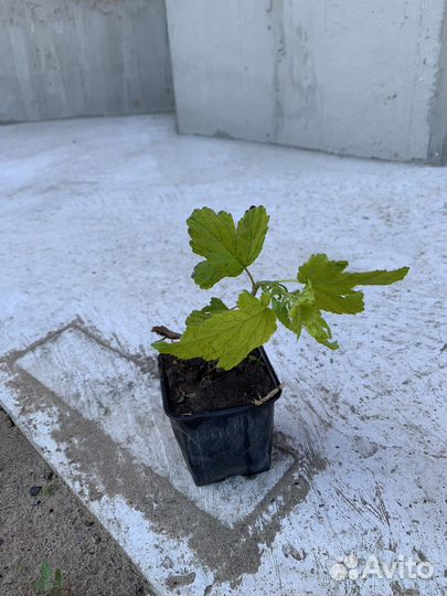 Пузыреплодник калинолистный