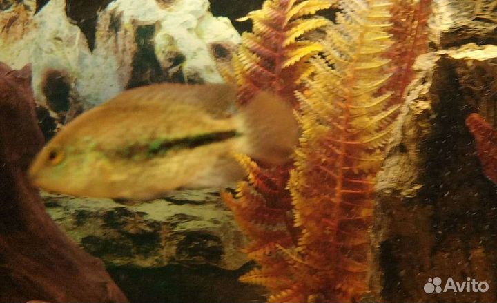 Цихлазомы вьехи