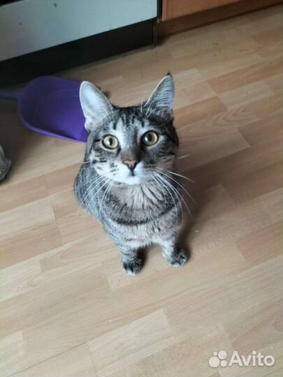 В добрые руки