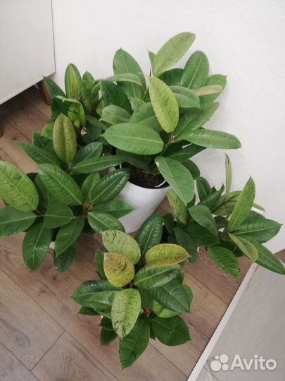 Фикус Шривериана