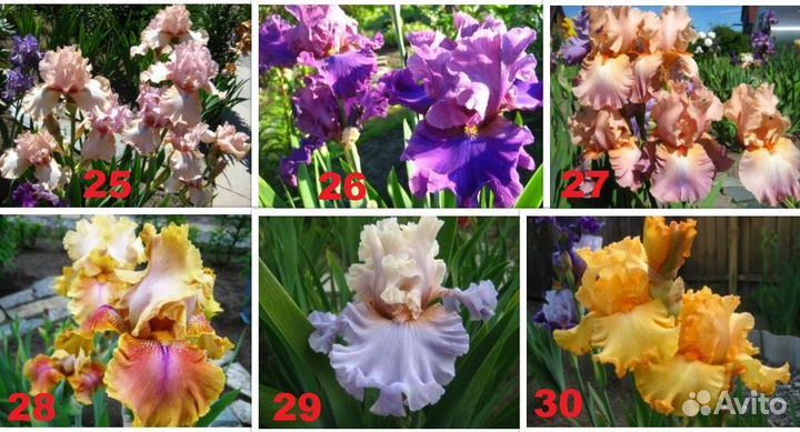 Сортовые ирисы Tall Bearded-класса