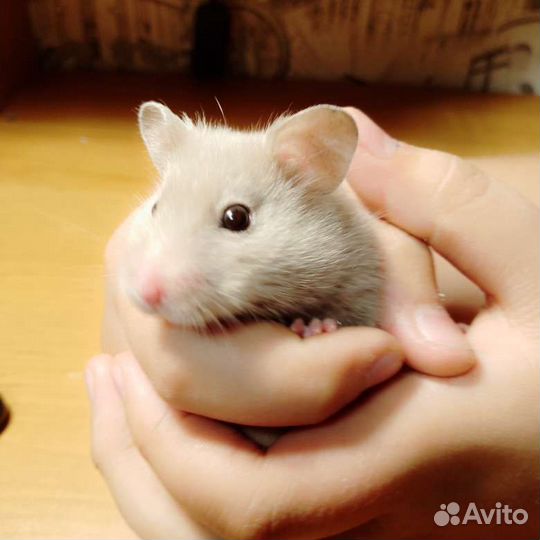 Сирийский хомяк