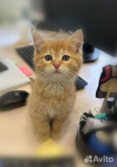 Рыжий котенок в добрые руки (бронь)