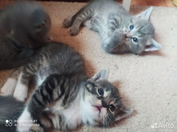 Кошки в добрые руки