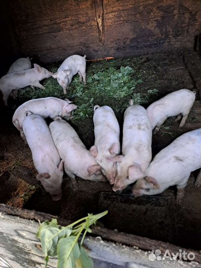 Поросята