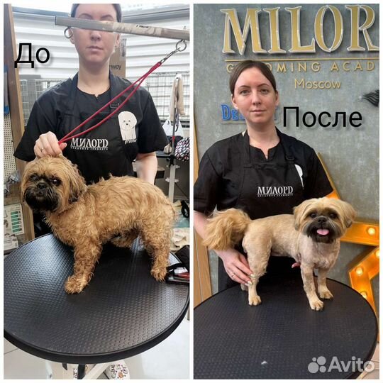 Груминг собак, кошек