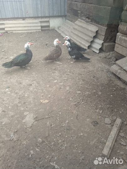 Утки шипуны