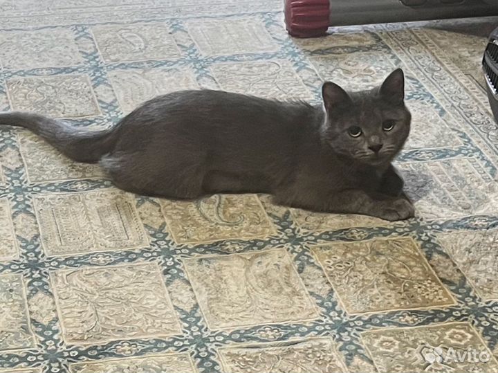 Серый окрас