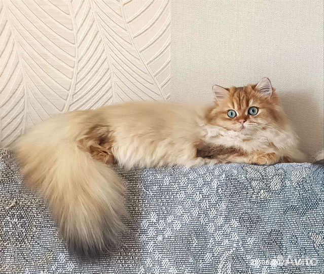 Золотая шиншилла кошечка