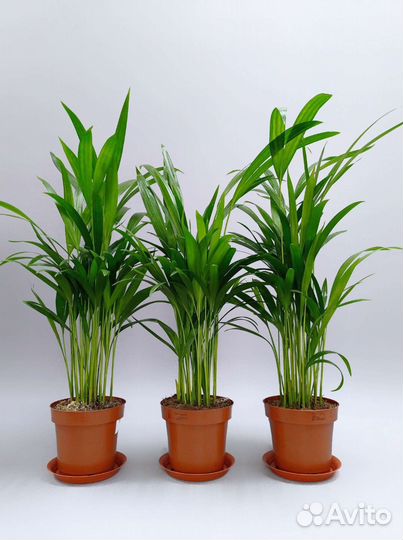 Пальма Арека