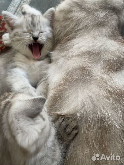 Отдам в добрые руки