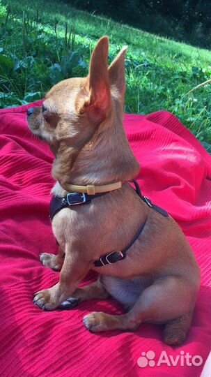 Чихуахуа мини вязка