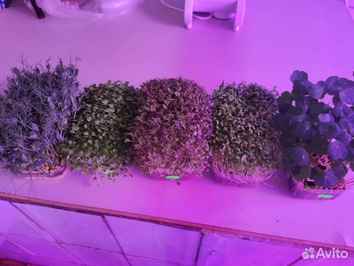 Доставка микрозелени 5 боксов в неделю