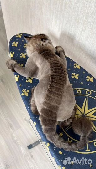 Груминг собак, кошек, кроликов