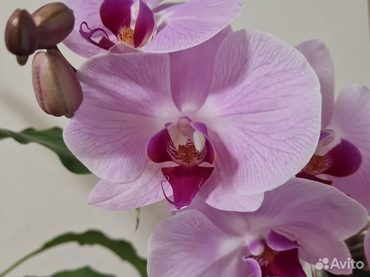 Орхидея фаленопсис