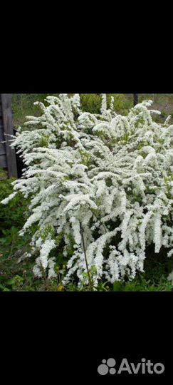 Спирея грефшейм