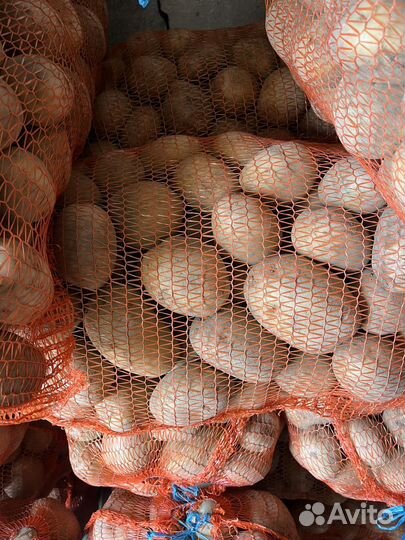 Продовольственный картофель (Домашний)