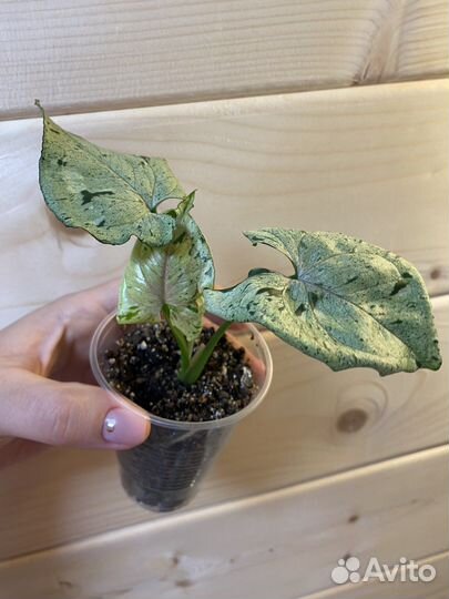 Сингониум Серый Призрак