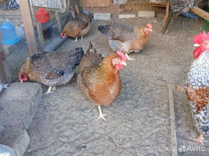 Инкубационное яйцо породной птицы