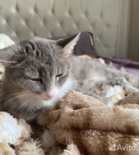 Кошечка в добрые руки