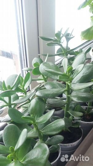 Крассула толстянка