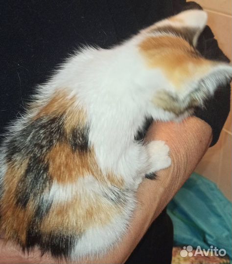 Кошка в дар бесплатно