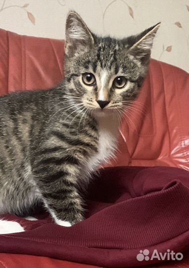 Европейская