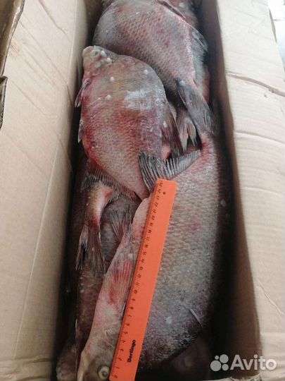 Рыба речная свежемороженая