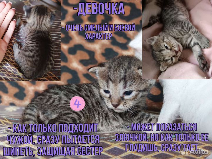 Котята ищут семью