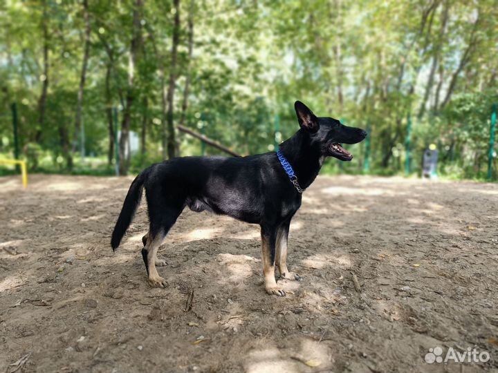 Вязка кобель вео