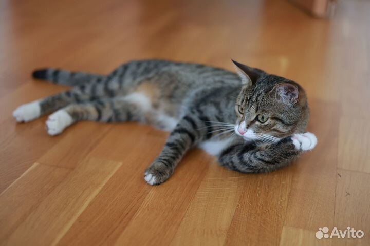 Добрый и весёлый котик ждёт хозяев