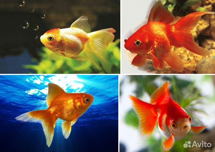 Рыбки для аквариума