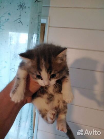 Котики бесплатно в добрые руки