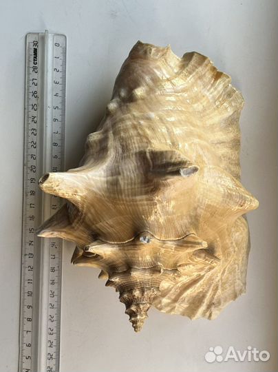 Ракушка морская большая