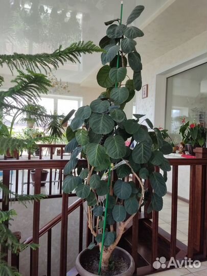 Продам полисциас