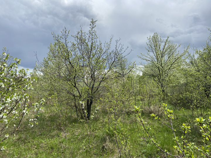 Участок 12 сот. (СНТ, ДНП)