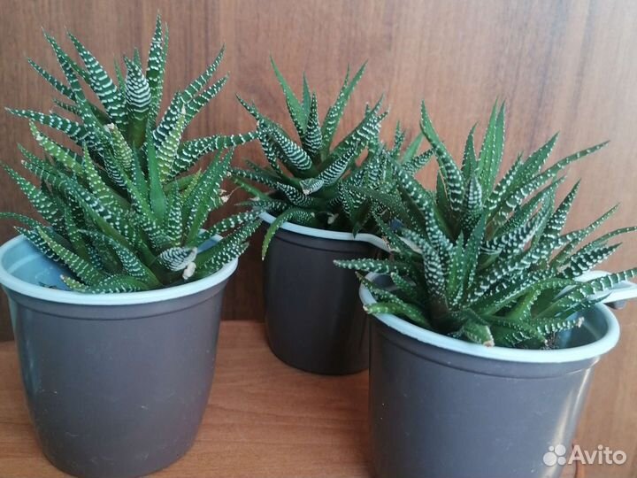 Комнатные цветы