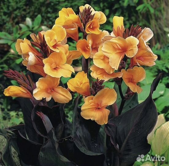 Канны сортовые