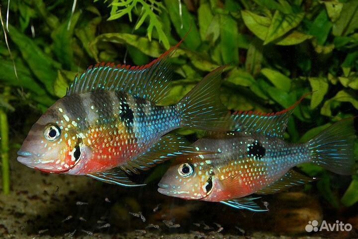 Цихлазома Элиота