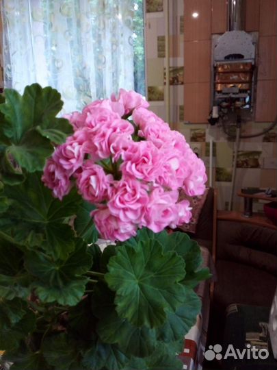 Пеларгонии розебудная и тюльпановидная