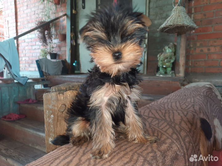 Йорк мальчик мини