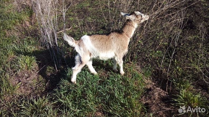 Нубийские козлята