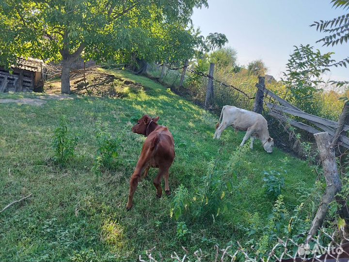 Корова с телёнком