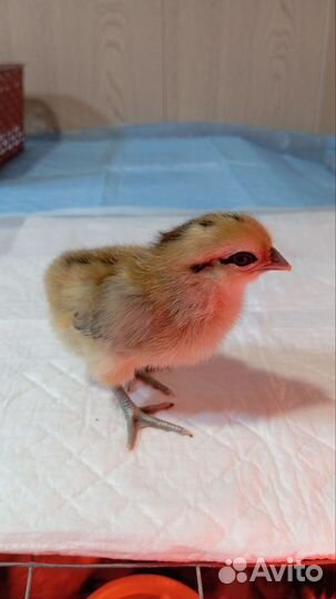 Цыплята от хороших несушек