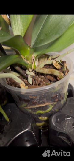 Орхидея фаленопсис