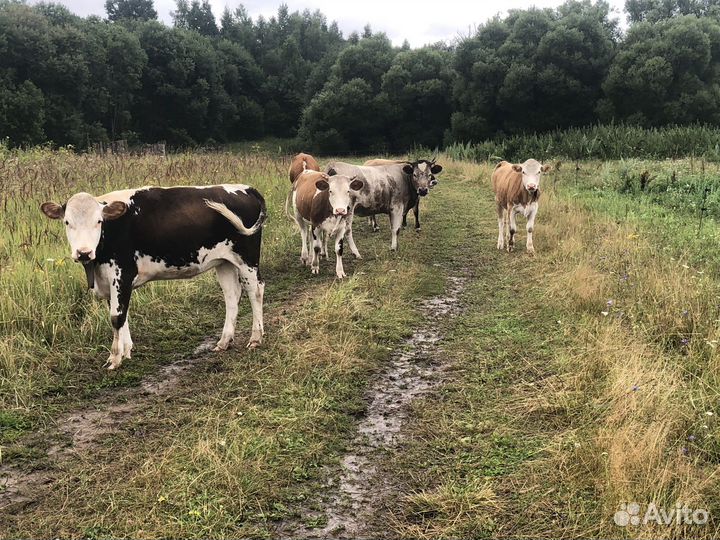 Телки стельные